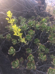Sedum dendroideum