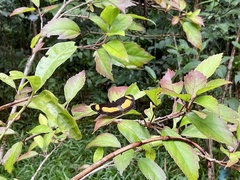 Yoma sabina