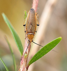 Balta bicolor