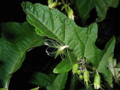 Oecanthus euryelytra