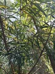 Podocarpus