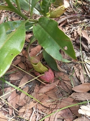 Nepenthes mirabilis
