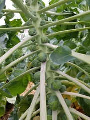 Brassica oleracea gemmifera