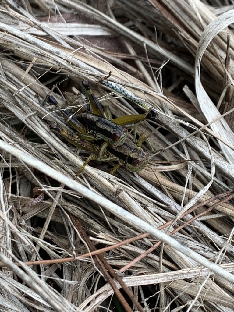 Fruhstorferiola kulinga