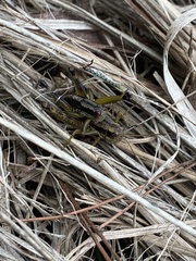 Fruhstorferiola kulinga