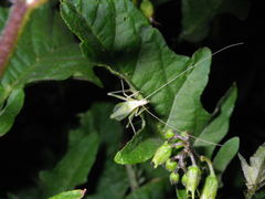 Oecanthus euryelytra