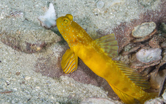 Cryptocentrus sericus