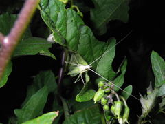 Oecanthus euryelytra