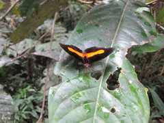 Catonephele acontius