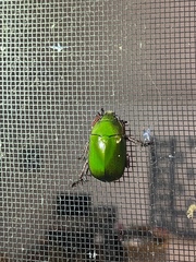 Anoplognathus punctulatus