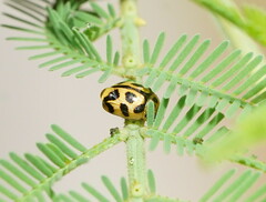 Peltoschema oceanicum