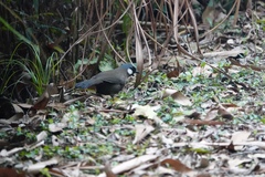 Pterorhinus chinensis