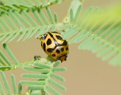 Peltoschema oceanicum