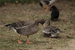 Anser albifrons albifrons