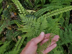 Hypolepis millefolium