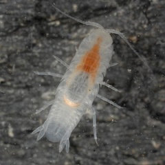 Cirolanides texensis