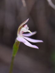 Caladenia variegata