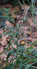 Pterocaulon virgatum