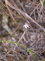 Caladenia variegata
