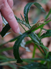 Pterocaulon virgatum