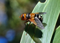 Microtropesa sinuata