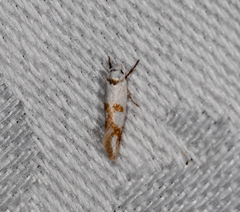 Antipterna trilicella