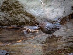 Cinclus mexicanus mexicanus