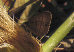 Hermeuptychia hermes