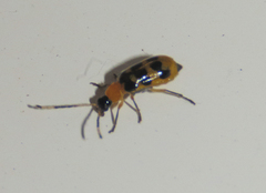 Diabroticina