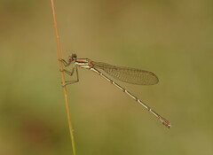 Austrolestes analis