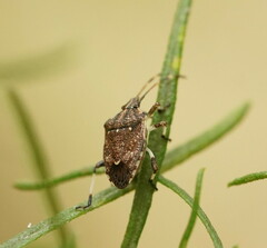 Oncocoris geniculatus