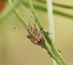 Oncocoris geniculatus