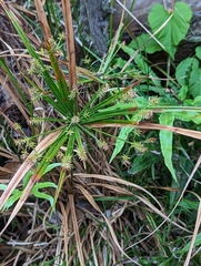 Cyperus meyenianus