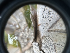 Pseudomyrmex simplex