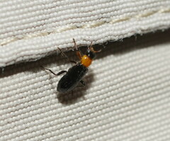 Lemidia