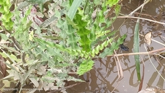 Acanthus ilicifolius
