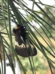 Hemileuca maia maia