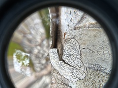 Pseudomyrmex simplex