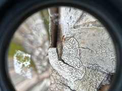 Pseudomyrmex simplex