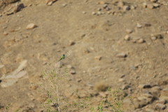 Merops cyanophrys
