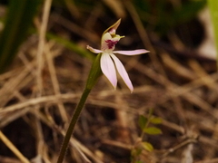Caladenia variegata