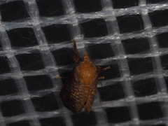 Doratifera quadriguttata