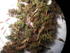 Macromitrium grossirete