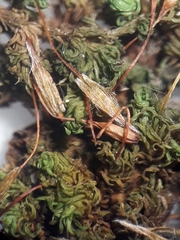 Macromitrium grossirete