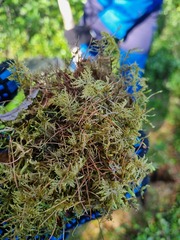 Hylocomium splendens