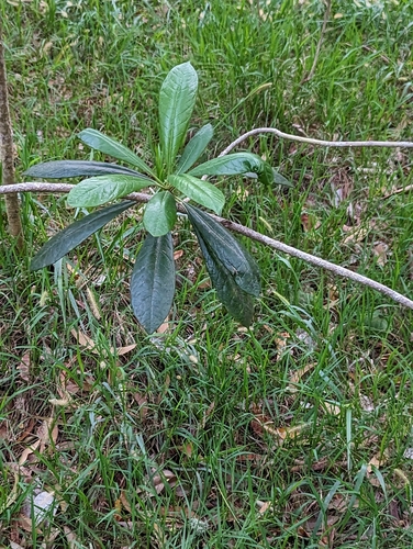 Kona cheesewood (Pittosporum hosmeri)