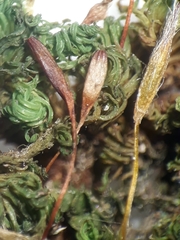 Macromitrium grossirete