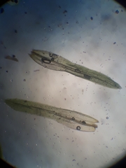 Macromitrium grossirete