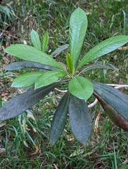 Pittosporum hosmeri, photograph (c) Tom and T Herman, some rights reserved (CC BY)