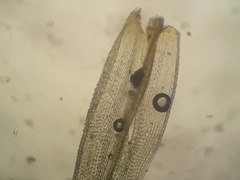 Macromitrium grossirete